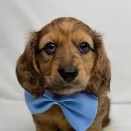 Shaded red dapple - Dapple male Dachshund puppy in Polk County, Florida from Jessi’s Mini Dachshunds