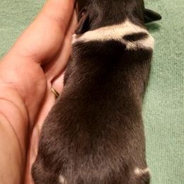 Miniature American Shepherd, Miniature Australian Shepherd, and Rat Terrier Puppies from Rocking 4C