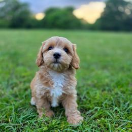 Romeo - male Cavapoochon puppy in Bullard, Texas from Cavapoochon Central LLC