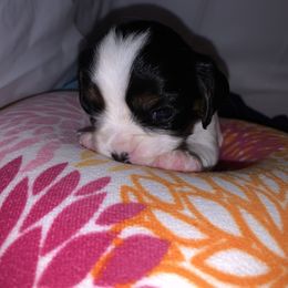 Cavalier King Charles Spaniel Puppies from Cassie’s Cavaliers