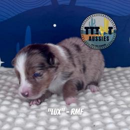 Lux - Red merle female Australian Shepherd puppy in Tucson, Arizona from TTTNT Aussies