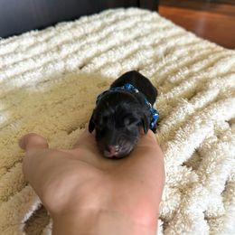 Ross - Black and cream male Dachshund puppy in Molino, Florida from Dooney's Dachshunds