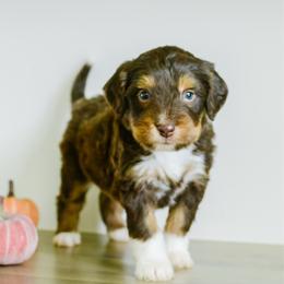 Oakley - male Australian Mountain Doodle puppy in Spanish Fork, Utah from K Brand Doodles