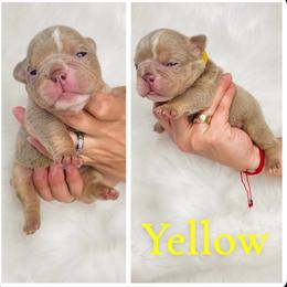 Yellow collar - Lilac tri-color female Bulldog puppy in Seattle, Washington from Authentic Bullys