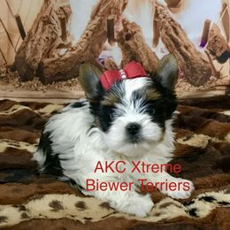 Firecracker girl - Black tan and white female Biewer Terrier puppy in Jonestown, Pennsylvania from AKC Xtreme Biewer Terriers...