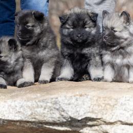 Pomsky Puppies from New World Pomskies