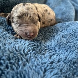 Baby blue collar - Merle male Labradoodle puppy in Manor, Texas from The Lovadoodles of Texas