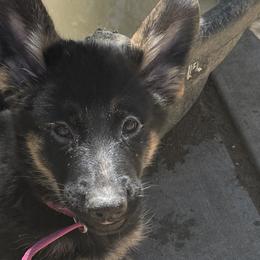 German Shepherd Puppies from Brooks High Quality Breeders
