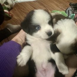 Baby Saja - Black tri male Miniature Australian Shepherd puppy in Interlachen, Florida from Lucky Bones Miniature Australian Shepherds