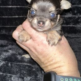 Vixen - Black and tan female Chihuahua puppy in Palmyra, Indiana from Country Star Chihuahuas