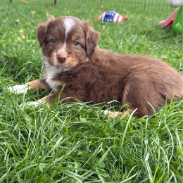Peyton - Red tri female Miniature Australian Shepherd puppy in Covington, Pennsylvania from Rigas Mini Aussies LLC