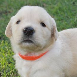 Goldendoodles from GoldenAngels