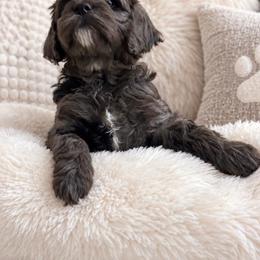 Linda - Merle female Cockapoo puppy in Miami, Florida from Peshos Cockapoos
