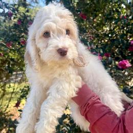Sandy - Cream female Cockapoo puppy in Tallahassee, Florida from Panhandle Pups