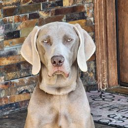 Maxi - Weimaraner