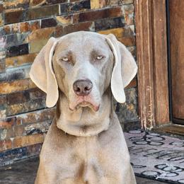 Maxi - Weimaraner