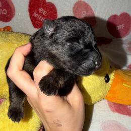 Pink Color - Bi-color male German Shepherd puppy in Davenport, Florida from Pray Love Shepherd Kennels