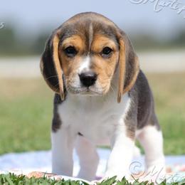 AKC 'Lola' - Black tan and white female Beagle puppy in Lamar, Missouri from Marti Acres ~ Boston Terrier & Beagles