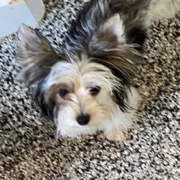 Lucy  - Yorkshire Terrier