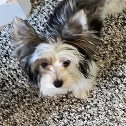 Lucy  - Yorkshire Terrier