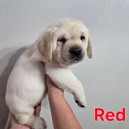 Red collar - Yellow male Labrador Retriever puppy in Myakka City, Florida from Hearing Hearts Labradors