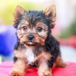 Enchanting Girl - Black and tan female Yorkshire Terrier puppy in Stanton, California from Essence of Grace Yorkies