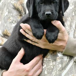 Girl 2 - Black female Labrador Retriever puppy in Mississippi from Sure Shot English Labs