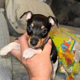 Pup B - White black and tan male Toy Fox Terrier puppy in Clermont, Florida from Debbie Hiles's Toy Fox Terriers