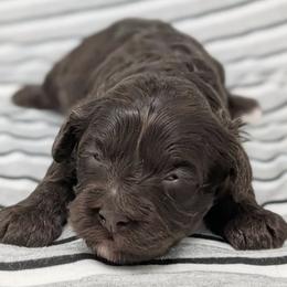 Cavapoo puppies from Dreamy Night Doodles