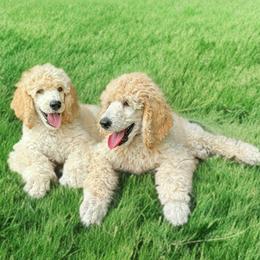 Poodle Puppies from GYCAM STANDARD POODLE
