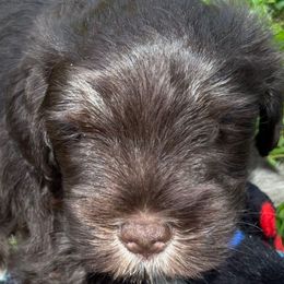 Yellow collar - Liver male Miniature Schnauzer puppy in Bridgeport, Alabama from Whitts Black Pearl Miniature Schnauzers