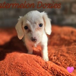 Goldie - Piebald female Dachshund puppy in Tuscaloosa, Alabama from Watermelon Doxies