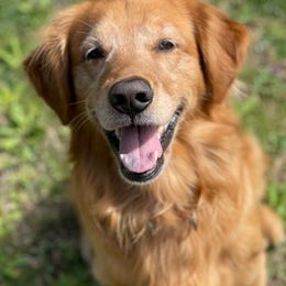Golden Retrievers from Daisy-Duke Golden Retrievers