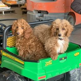 Bo - Poodle