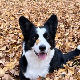 Knight - Cardigan Welsh Corgi