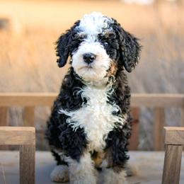 Spade - Black and white male Bernedoodle puppy in Crete, Nebraska from Doodles & Co