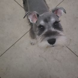 Miniature Schnauzer All Grown Up from Regency Schnauzer