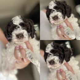 Peanut - Brown male Cockapoo puppy in Lafayette, Louisiana from Kinkade Kennels