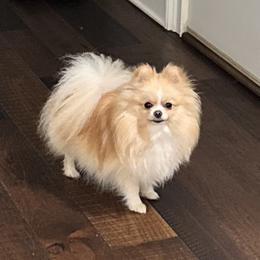 Skye - Pomeranian
