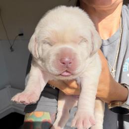 Orange - Champagne female Dilute Retriever puppy in Orangevale, California from NorCal Silver & Coal Labradors