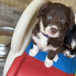 Bordoodle Puppies from Borders of Eby Eden