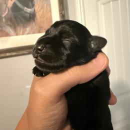 Girl 1 - Black female Miniature Schnauzer puppy in Upland, California from Rising Minis of Upland