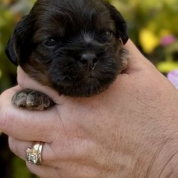 Fiyero - Brindle male Cavatzu puppy in Saint Paul, Minnesota from Amy’s Puppy Tzu