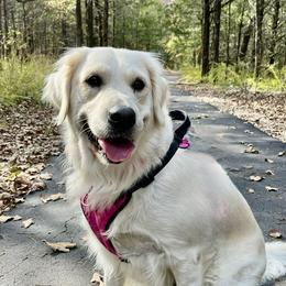 Blanche - Golden Retriever