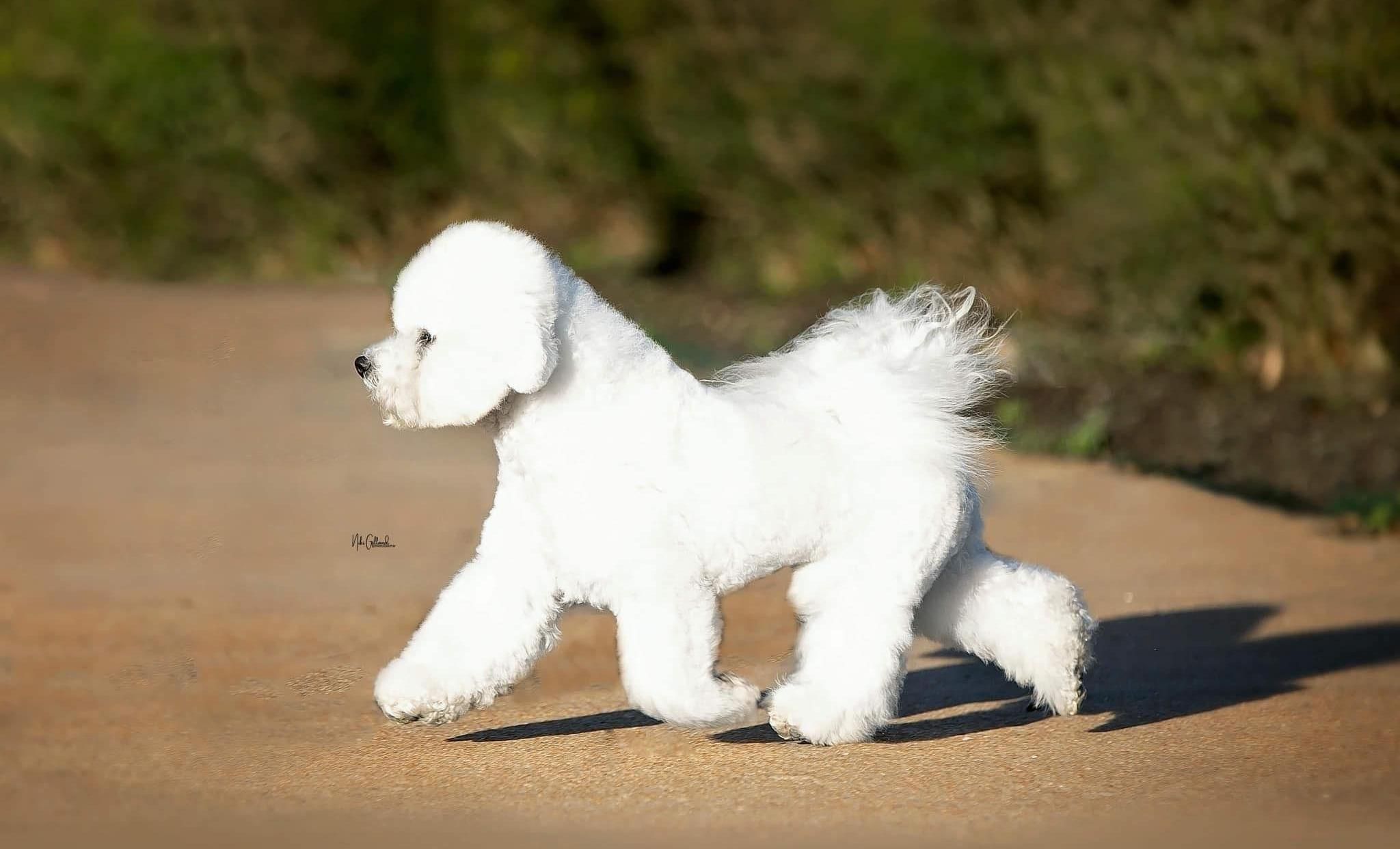 Bichon trotting across the sidewalk