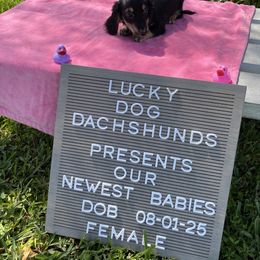 Girl 2 - Black and cream female Dachshund puppy in Bryceville, Florida from Lucky Dog Dachshunds