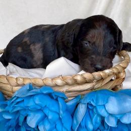 Doc - Blue merle male Aussiedoodle puppy in Denton, Maryland from Royal Conron Doodles