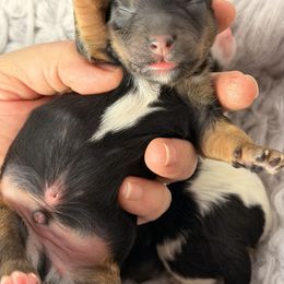 Boy 2 - Black and tan male Havapoo puppy in Spokane, Washington from Havaluv Puppies
