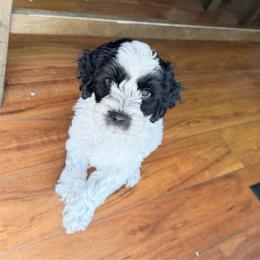Pepper Roan - Black and chalk male Australian Labradoodle puppy in Wamego, Kansas from Doodles of Oz