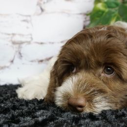 Australian Labradoodles from Seaspray Australian Labradoodles